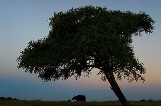 Taman Nasional Baluran Afrika Di Ujung Timur Jawa Pesona