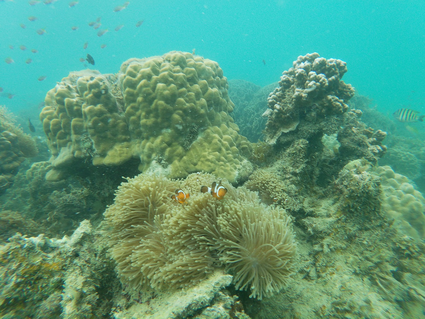 Bintan 20underwater 20 1 Jpg