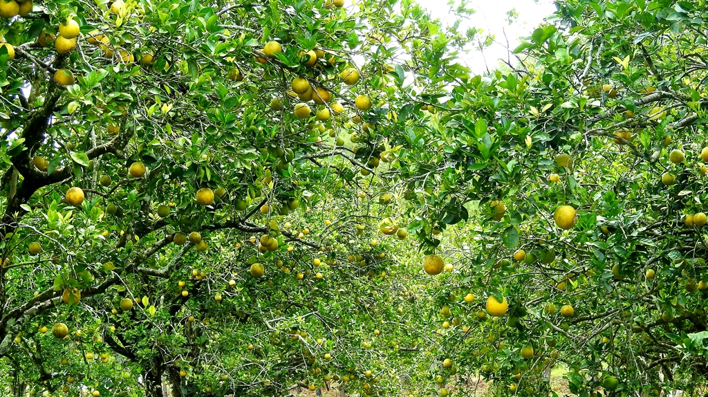 Wisata Balek Kampoeng Manisnya Agrowisata Jeruk Pontianak