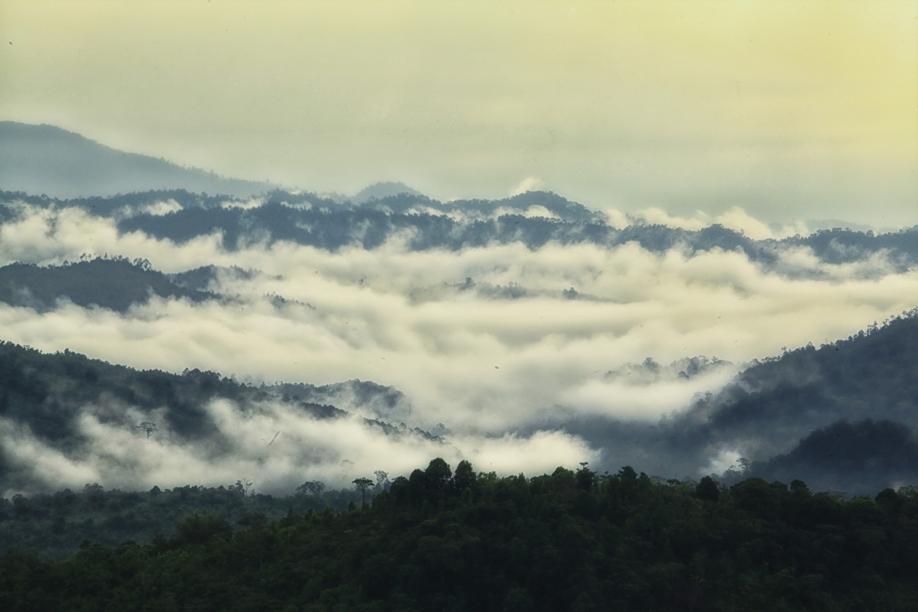 Kerinci Seblat Rumah Ribuan Spesies Dan Alam Fenomenal