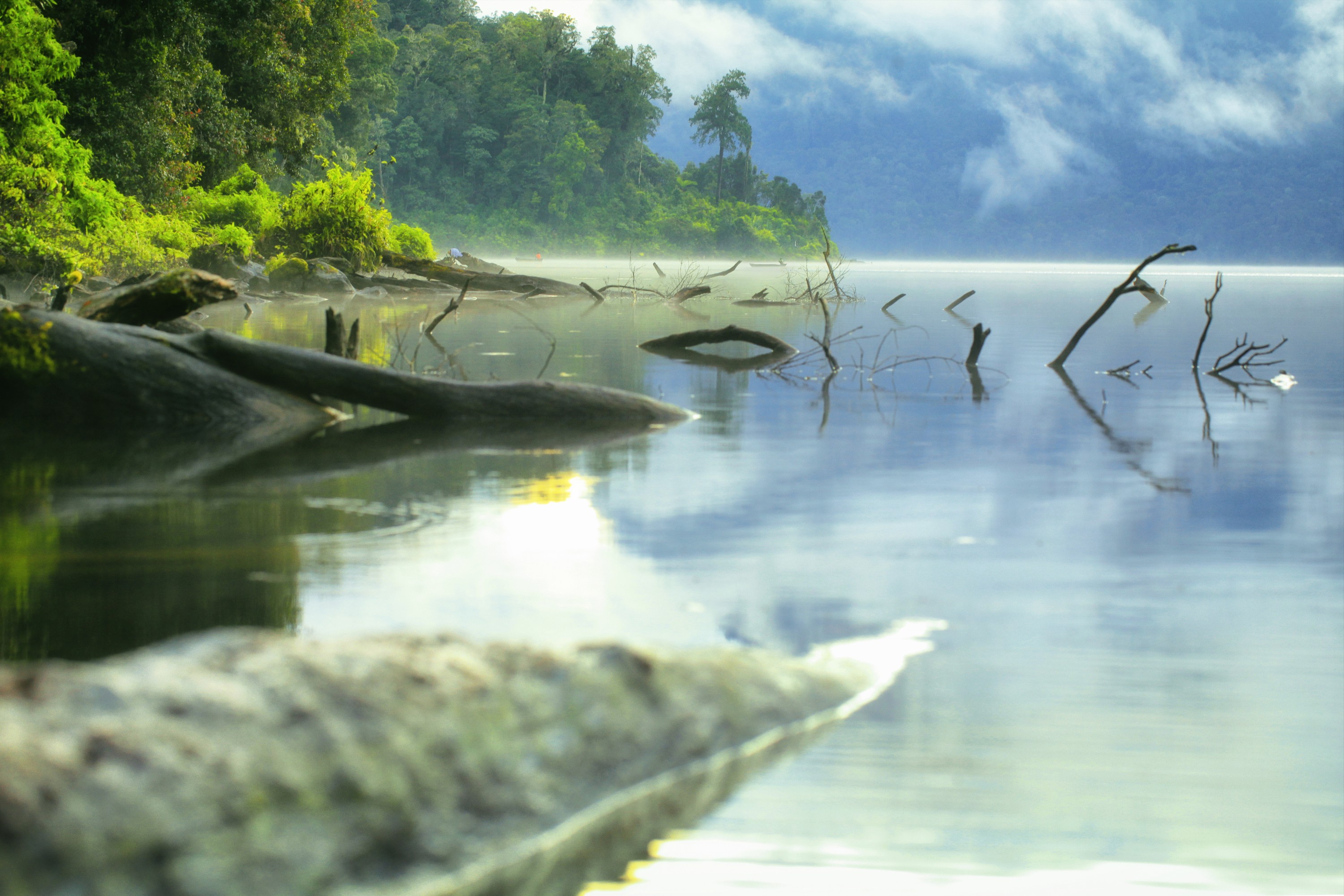 13++ Hewan dan tumbuhan yang dilindungi di taman nasional kerinci seblat adalah release