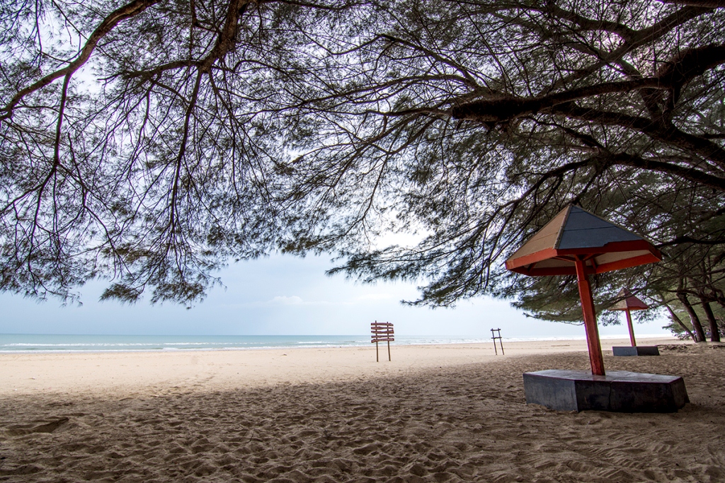 Uniknya Pohon Cemara Udang Di Pantai Lombang Pesona Indonesia