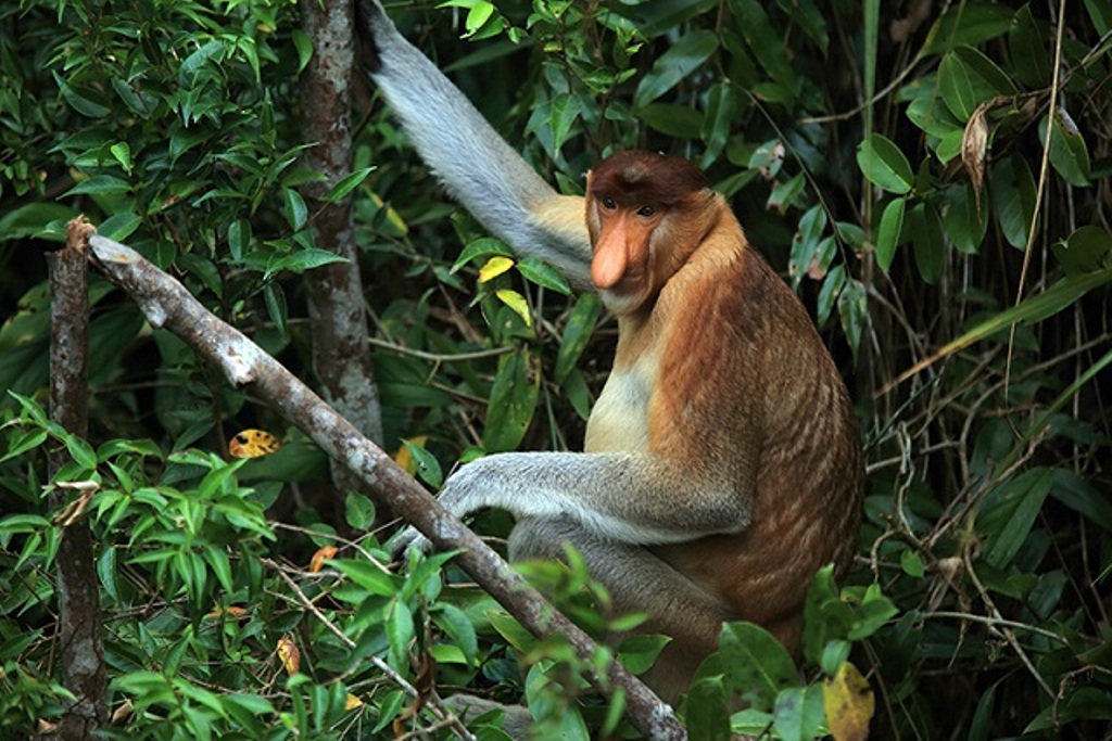 Taman Nasional Tanjung Puting Rumah Aman Orangutan Pesona