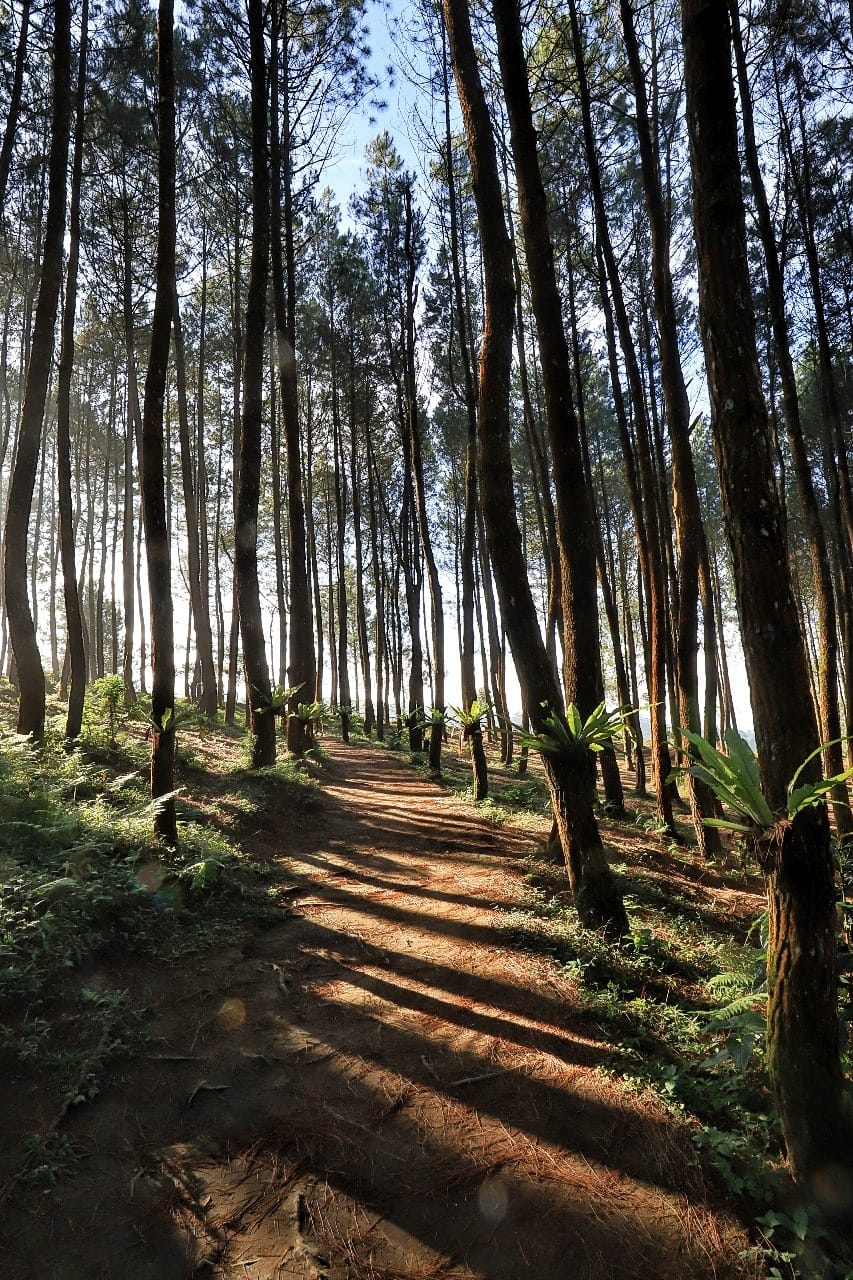 Menikmati Pesona Hutan Pinus Dan Curug Layung Pesona Indonesia