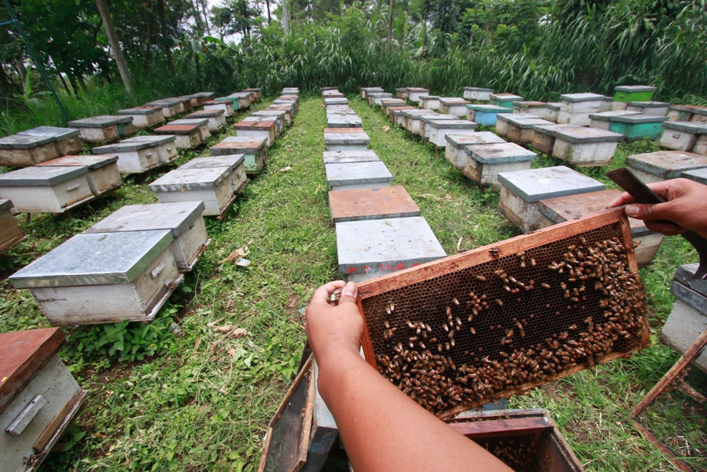 Wisata Petik Madu Rekreasi Dan Belajar Ternak Lebah