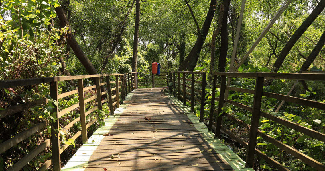 15 Hutan Mangrove Yang Menjaga Alam Di Nusantara Pesona