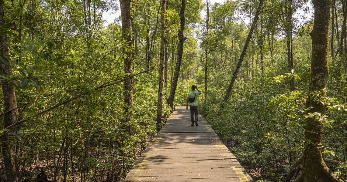 5 Fungsi Hutan Bakau Untuk Keberlangsungan Semesta Pesona