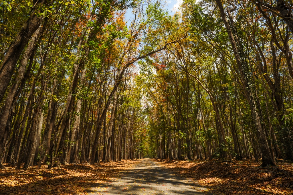 Alas Purwo Hutan Tertua Di Ujung Timur Jawa Pesona Indonesia