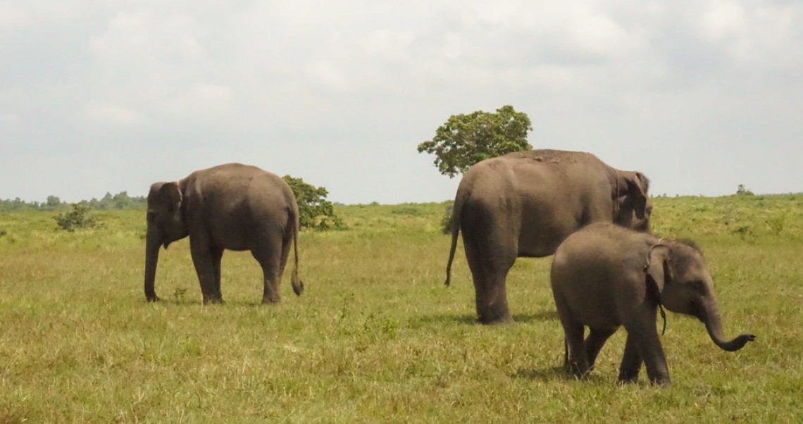 Bermain Dengan Gajah Di Taman Nasional Way Kambas Pesona