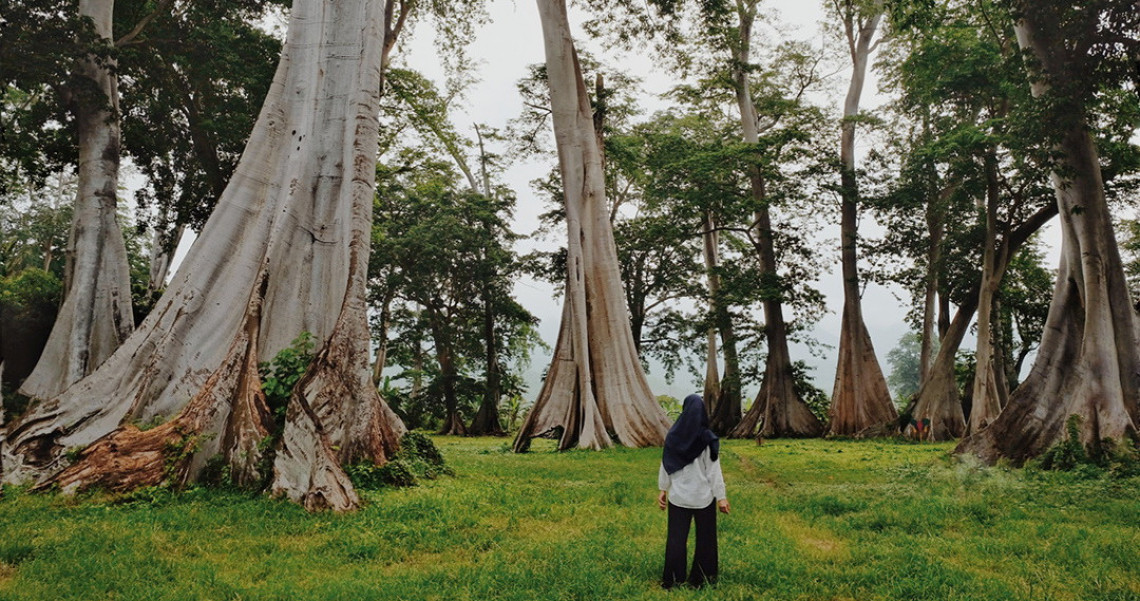 Hutan Purba Permatan Kesejukan Pohon 3 5 Abad Di Lombok