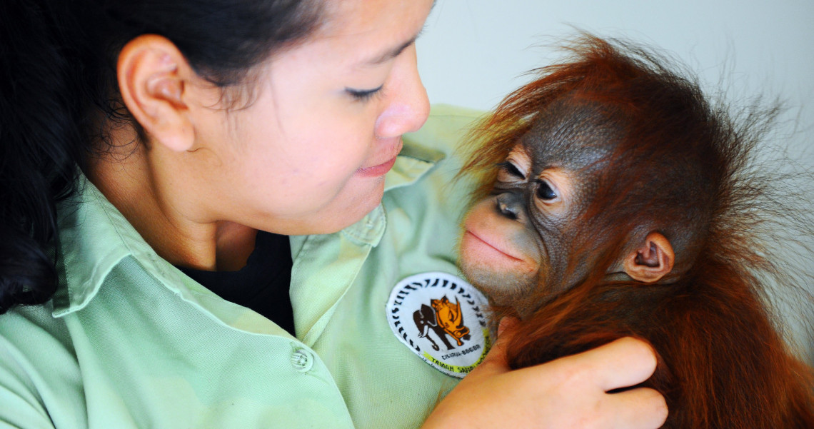 Melihat Langsung Bayi Satwa Menggemaskan Di Taman Safari