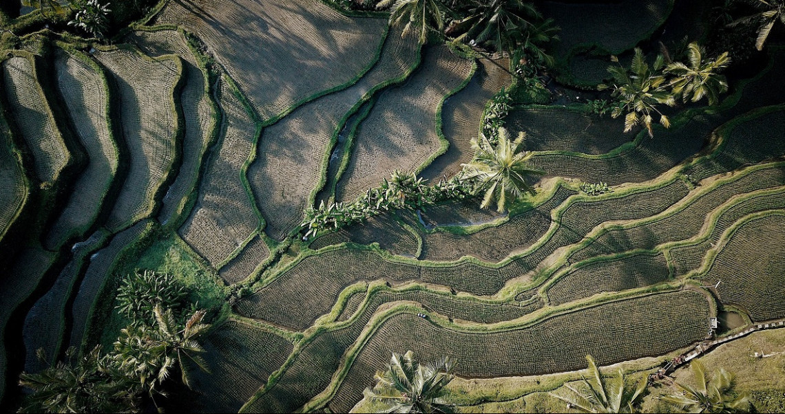 Menikmati Sisi Estetis Sawah Tegalalang Ubud Pesona Indonesia