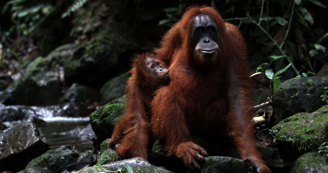 Menyusuri Hutan Demi Menyapa Orangutan Di Bukit Lawang