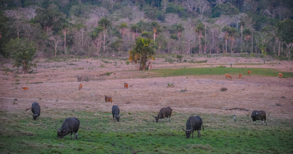 Syurga Flora Dan Fauna Kalimantan Taman Nasional Danau