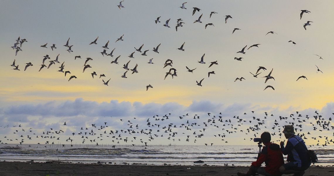 Pantai Cemara Sadu Tempat Migrasi Burung Burung Cantik