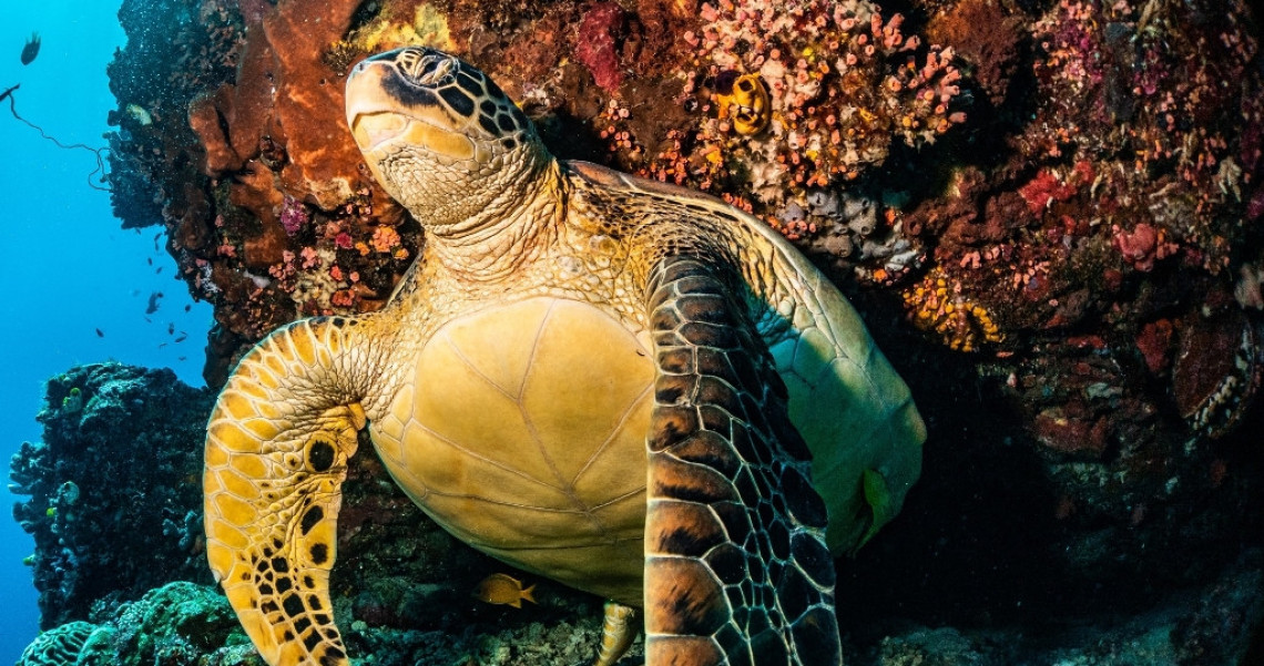 Taman Nasional Bunaken Pesona Bawah Laut Yang Keren Abis