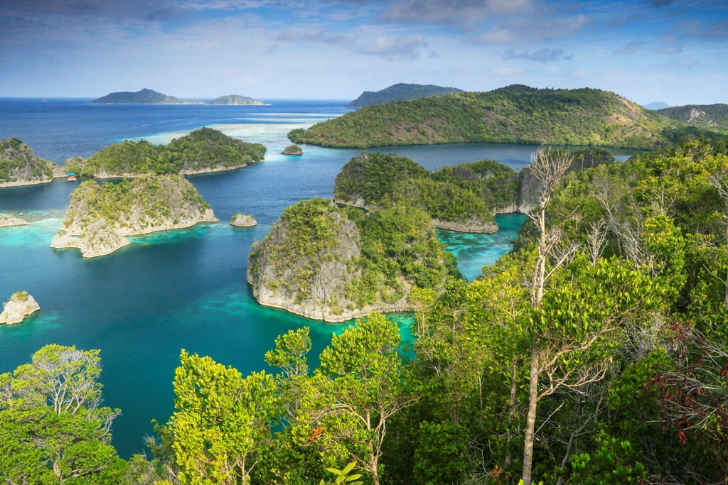 42+ Hewan endemik di pulau papua adalah download