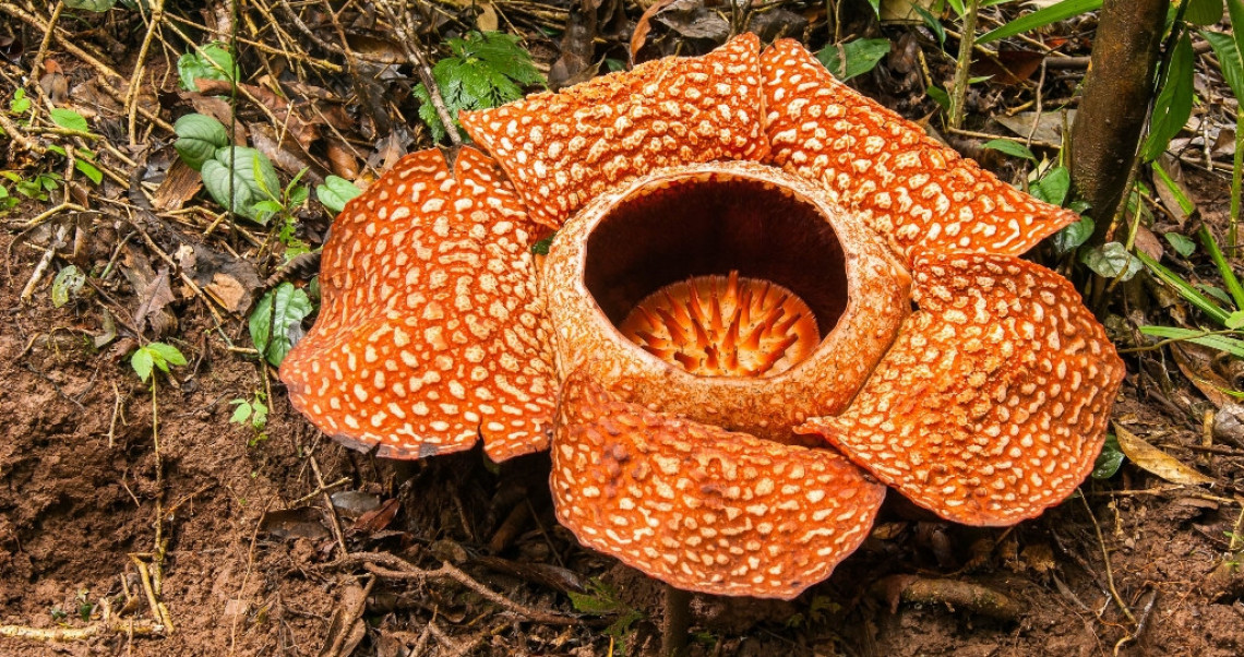 gambar Tumbuhan langka Rafflesia Arnoldi