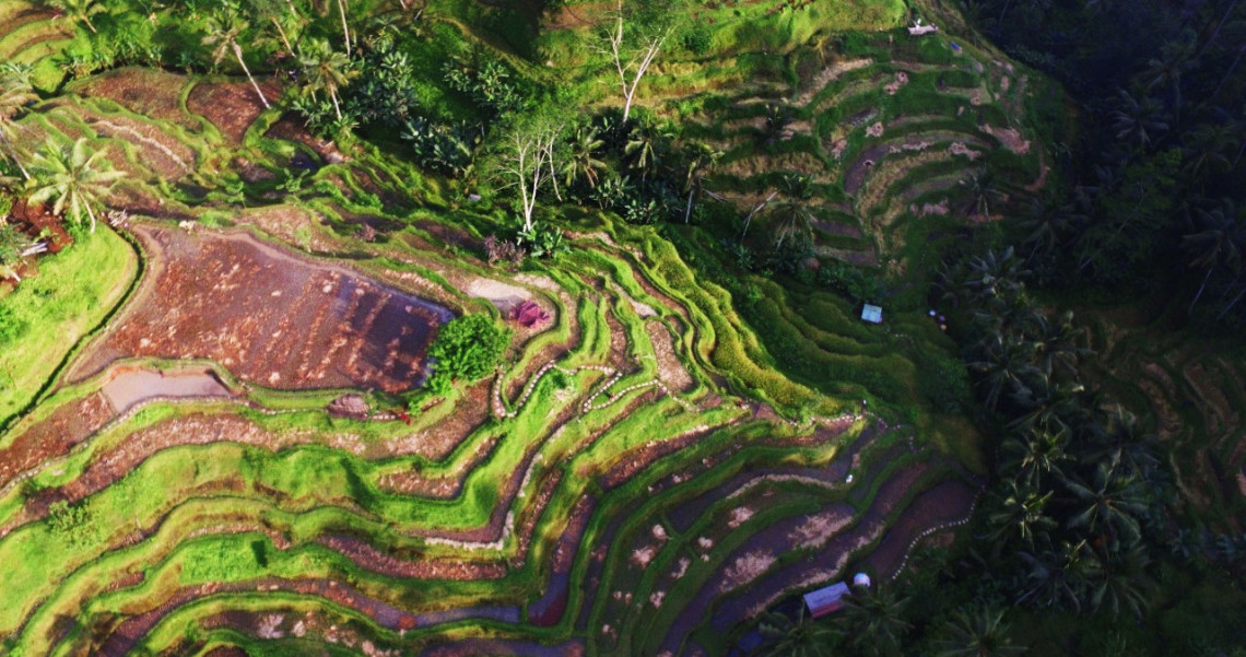 Sehari Di Ubud Pilih Burung Atau Sawah Berundak Pesona