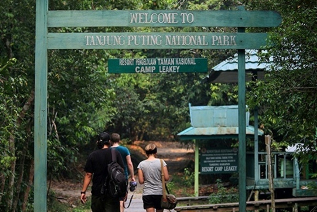 Taman Nasional Tanjung Puting Rumah Aman Orangutan Pesona