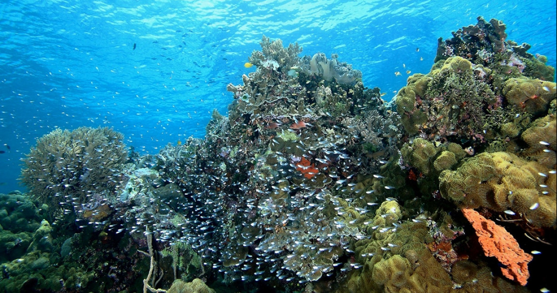 Wakatobi Destinasi Bawah Laut Terindah di Dunia Pesona 