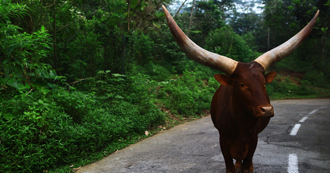 Wisata Ke Taman Safari Jangan Lupa Beli Sayuran Pesona