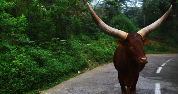 Wisata Ke Taman Safari Jangan Lupa Beli Sayuran Pesona