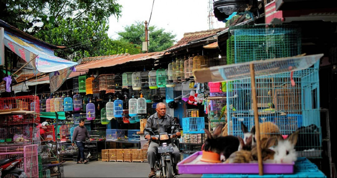 Wisata Unik Pasar Senggol Burung Splendid Pesona Indonesia